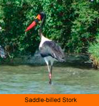 Saddle-billed Stork